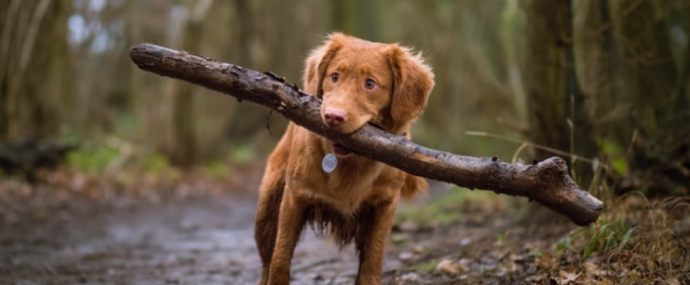 10 Hidden Hazards You and Your Pet Should Look Out For