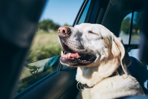 A Guide to Travelling With A Dog Post-Covid