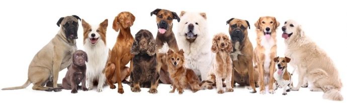 PetsPyjamas Surpasses 132k with Charitable Donations ✨
