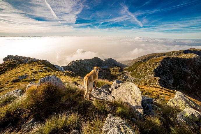 The Best Dog Walking Holidays in the UK