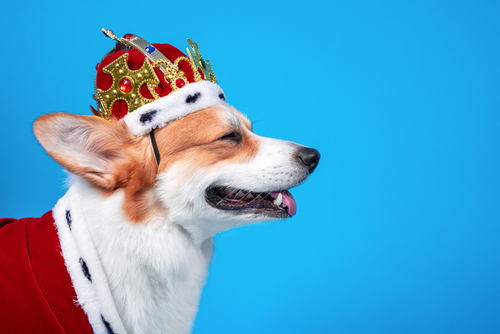 Get your Pup Party Ready for The Platinum Jubilee 👑🎊
