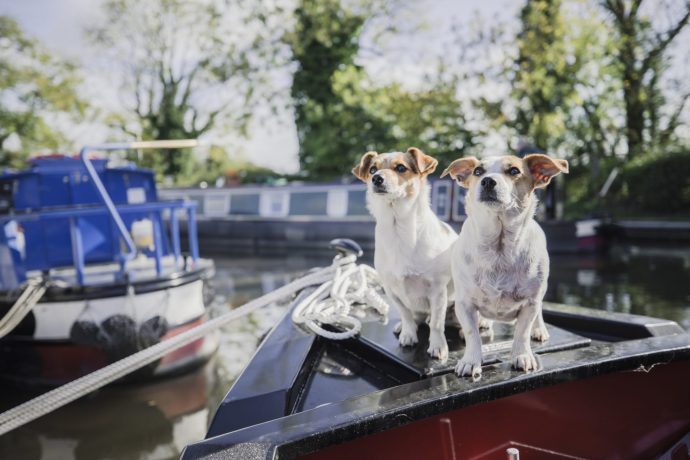 A Guide for your Dog-friendly Boat Trip 🚤