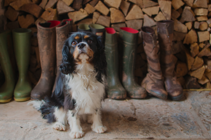 Top 10 Dog-friendly Hotels in The Cotswolds