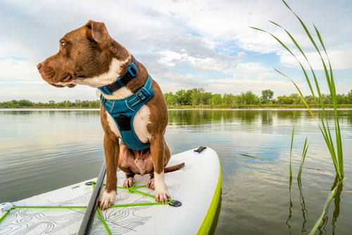 Fun dog-friendly days out for you and your furry friend