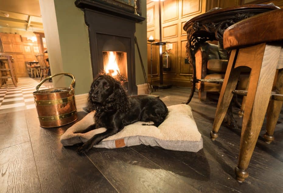 jack russell hotel in hampshire