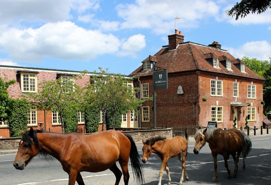 dog-friendly the bell inn
