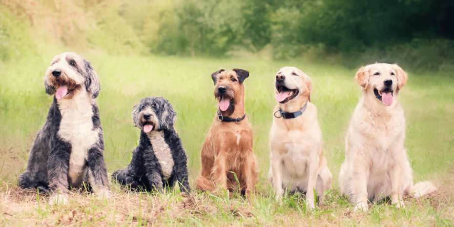 dog-friendly hampshire
