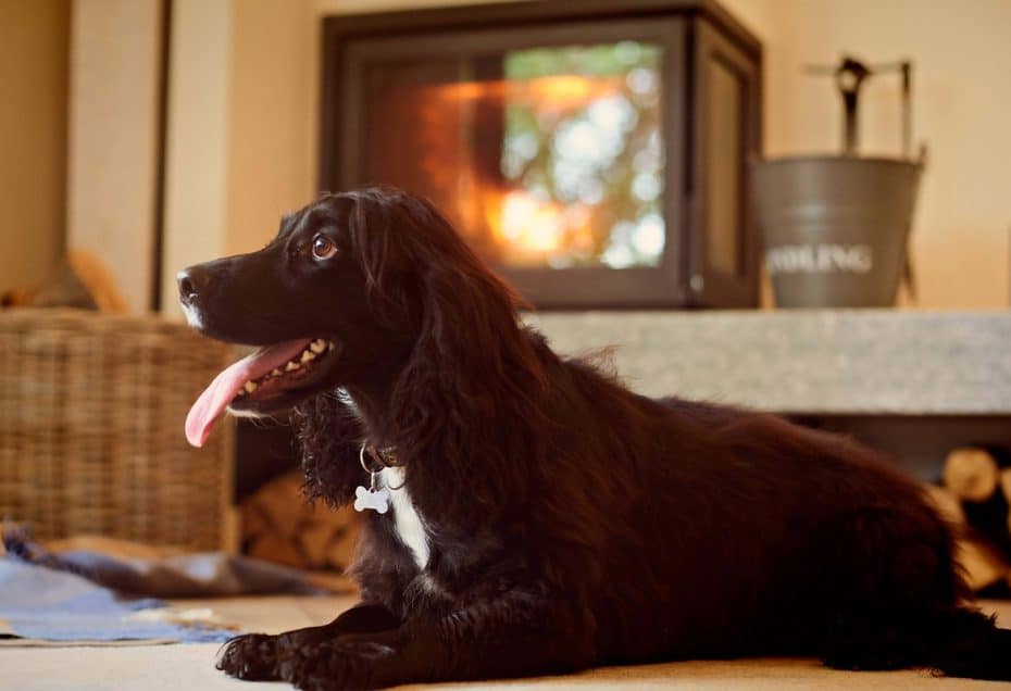 dog-friendly hotel chewton glen
