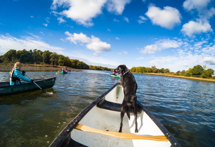 Top 10 Dog-Friendly Days Out In Hampshire