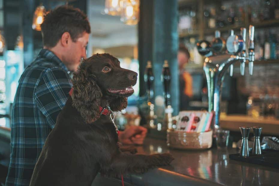 dog-friendly pubs