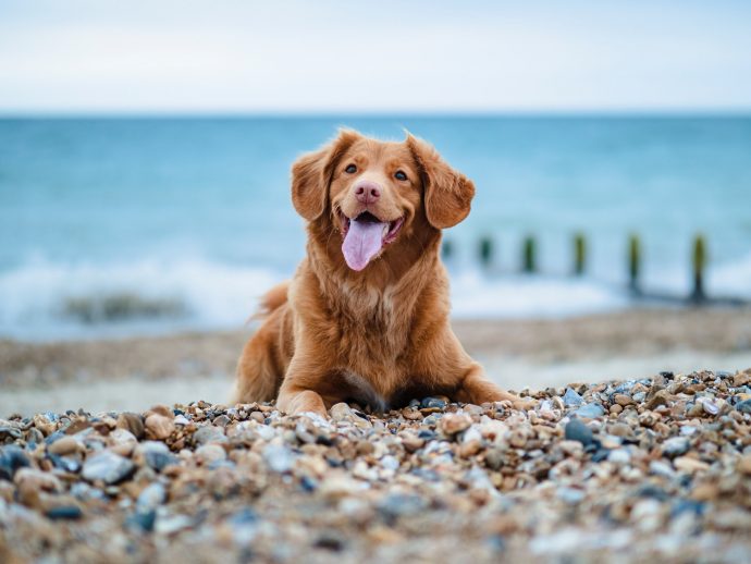 Top 10 Dog-Friendly Beaches In Hampshire