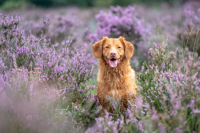 Fun Dog-friendly Days Out In The Cotswolds