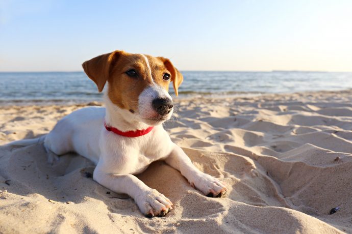 15 Tips for Keeping Your Dog Cool This Summer