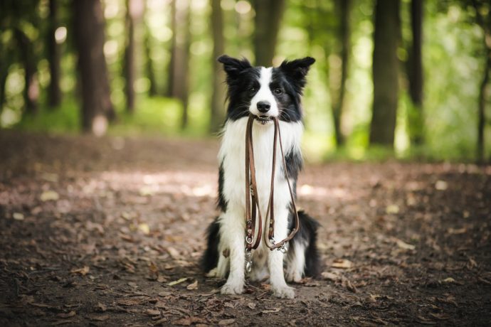 Top 10 Dog Walks in Hampshire