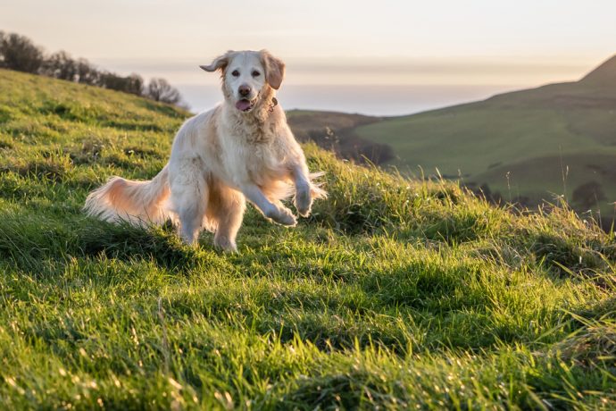 Top 10 Dog-friendly Days Out In Dorset