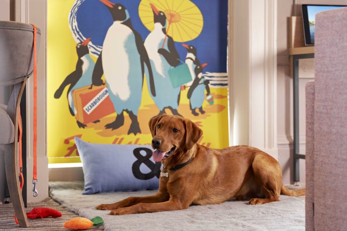 petspyjamas-dog-friendly-travel-hotel-bike-and-boot-scarborough