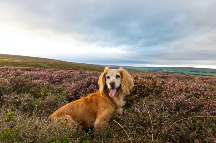 dog-friendly-yorkshire