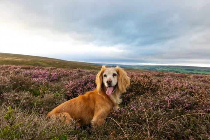 dog-friendly-yorkshire