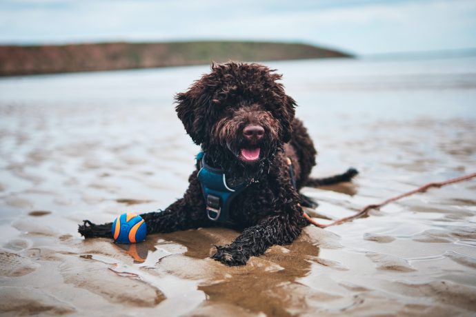 petspyjamas-dog-friendly-travel-filey-beach