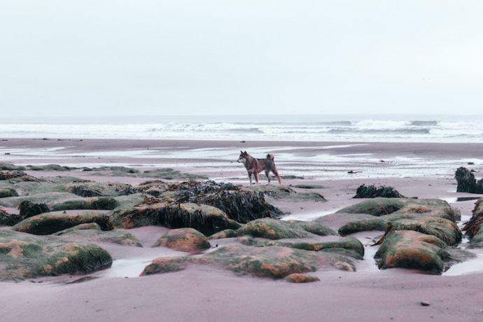 petspyjamas-dog-friendly-yorkshire-walk