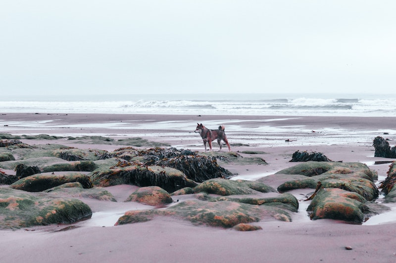 petspyjamas-dog-friendly-yorkshire-walk