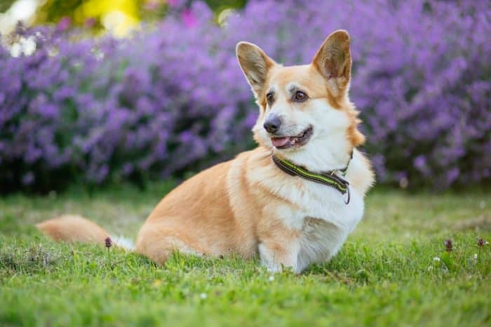 petspyjamas-dog-friendly-travel-corgi