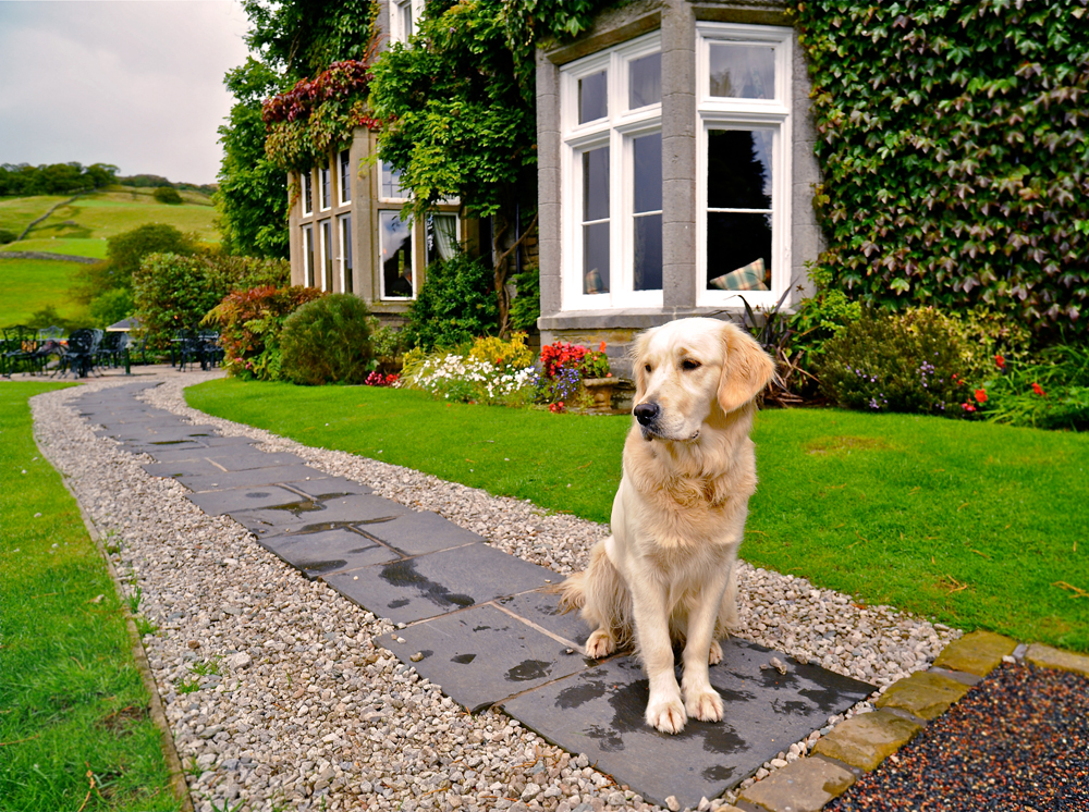 dog-friendly-travel-holbeck-ghyll