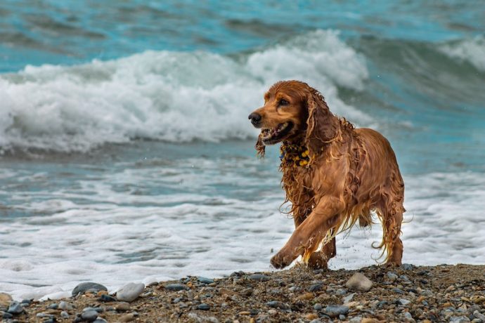 Top 10 Dog-Friendly Hotels in Devon