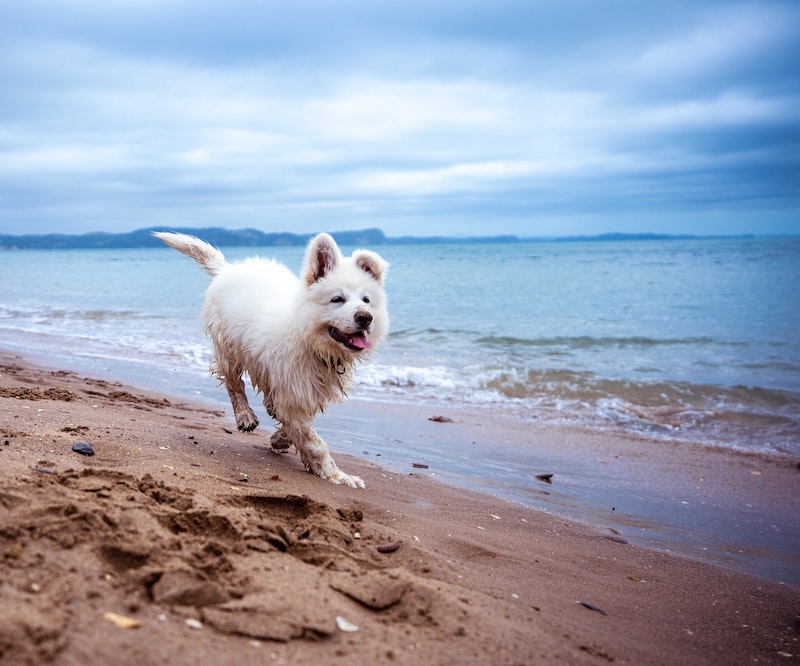 petspyjamas-dog-friendly-travel-devon-beach