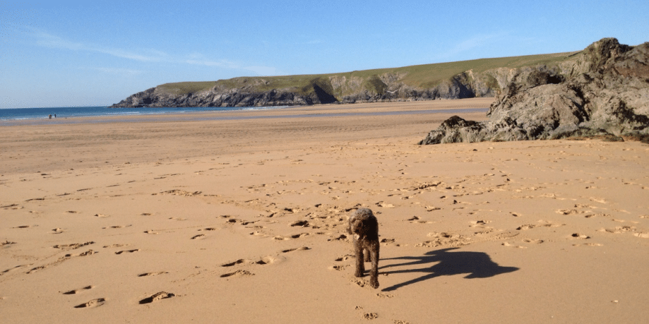 dog-friendly cornwall