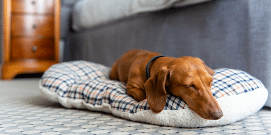 dog-friendly hotel mullion cove