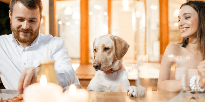 dog dining