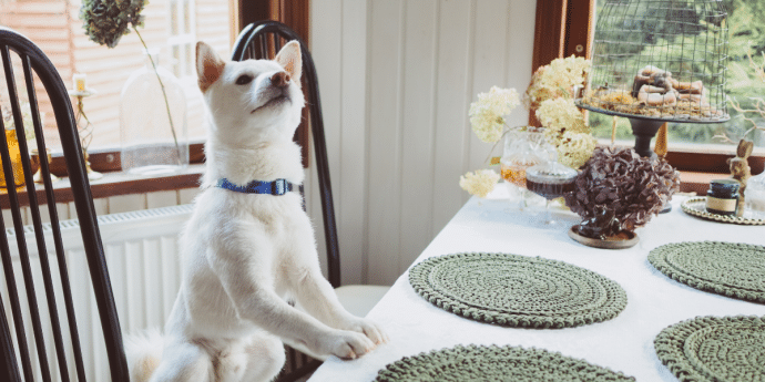 Top 8 Dog-Friendly Pubs & Eateries in Cornwall