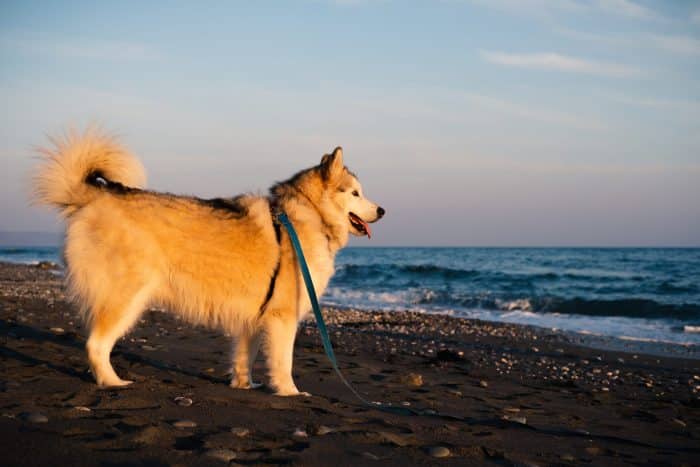 petspyjamas-dog-friendly-travel-dog-beach-cornwall