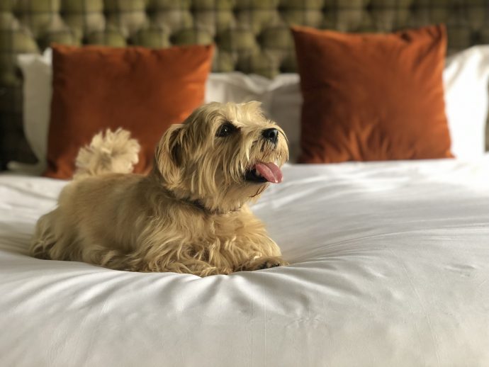 ‘Petiquette’ – Your Essential Guide To Dog-Friendly Travel