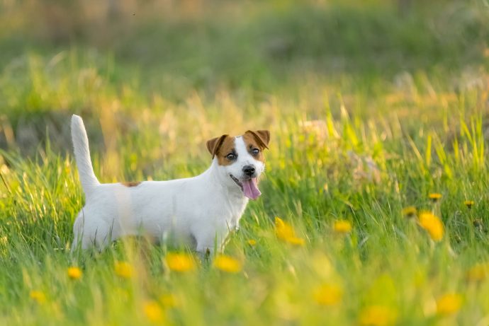 3 Ways To Make The Most Of Longer Spring Days