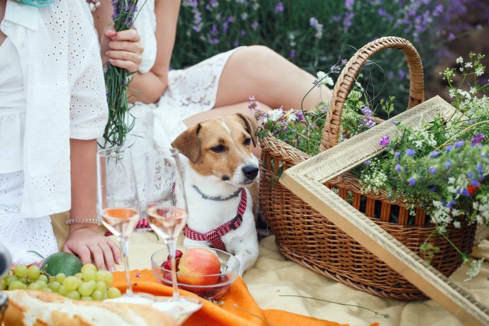 The Ultimate Guide To Dog-Friendly Plants