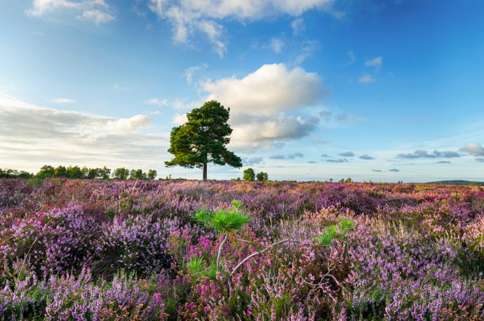 Heather clad hillside in the New Forest, Hampshire