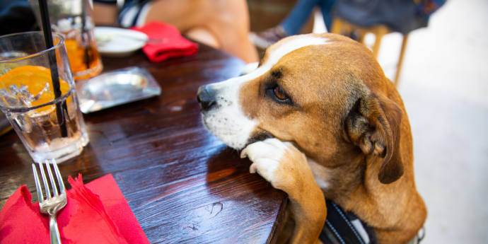 The 15 Best Dog-Friendly Pubs And Eateries In London
