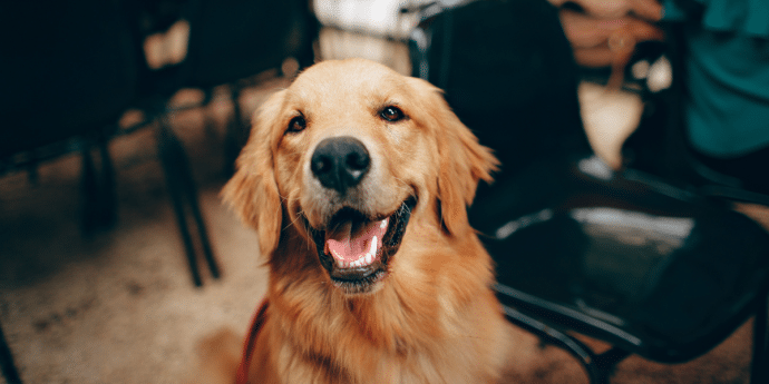 The 10 Best Dog-Friendly Restaurants In York