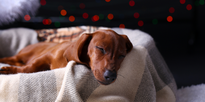 Christmas 2023 Gift Ideas For Dogs And Their Owners