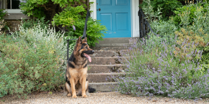 Prepare your Pooch for Winter with YuMOVE