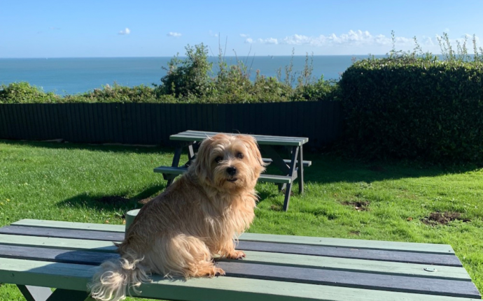 Pet Inspector: Luccombe Manor Country House Hotel, Isle of Wight