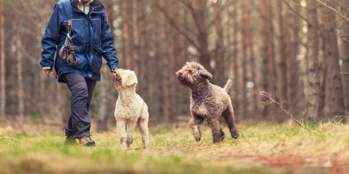 Unleashing the 8 Dog-Friendly Travel Trends for 2024