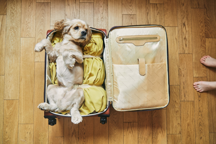 Top Packing Tips for a Weekend Away with Your Pup