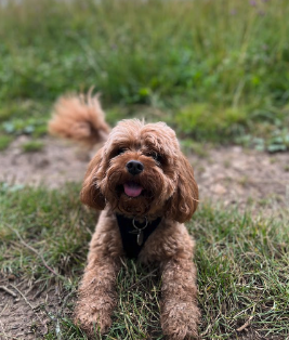 The Dog-Friendly Wonders of The Cotswolds