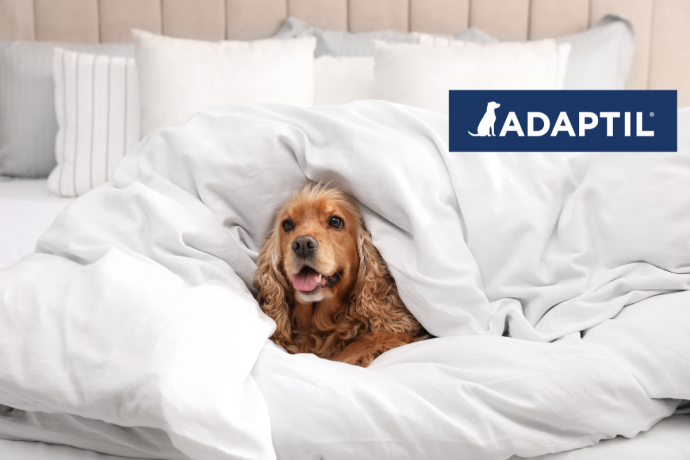 Your Ultimate Woof-Wellbeing-Retreat