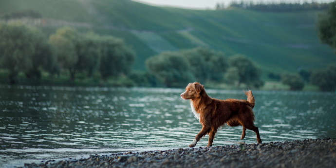 Top 10 Tips for Dog Health & Happiness