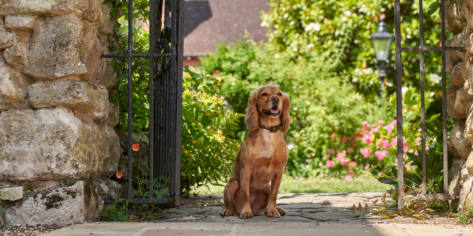 Are Hotels Dog Friendly? A Guide to Canine Hospitality at Dog-Friendly Hotels