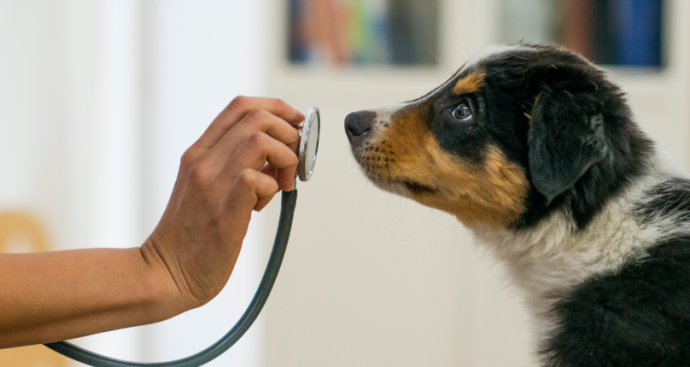 Our Top 10 Tips for Choosing Dog Insurance